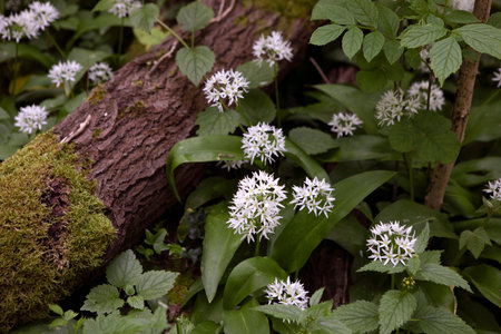 Allium ursinum known a wild garlic, ramsons, cowleekes, buckrams, broad-leaved garlic, wood garlic, bear leek plants grow in the wood. Wild herbs with white flower close-up.の写真素材