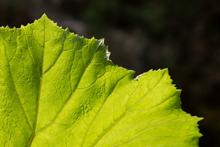 Vibrant green macro leaf structure. Organic pattern background, close-up of giant leaf with visible texture. Cells and veins on detailed plant surface.の写真素材