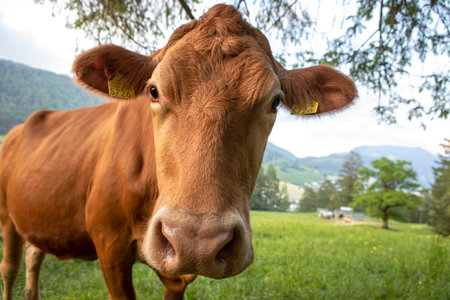 Close-up of cow of simmental breed on green pasture in mountains, animal's face and green grass on the meadow in Switzerland. Brown cow looking curiously at the camera.の写真素材