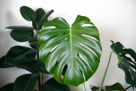 Monstera plant in pot close-up, potted monstera houseplant, big green shiny leaf.の写真素材