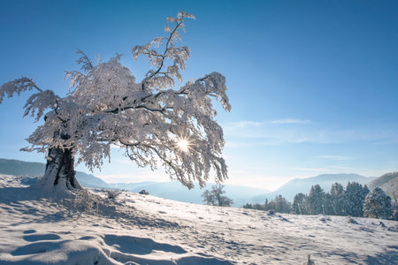 Scenic winter landscape with a lonely tree silhouette against the sun with branches covered with fresh snow. Jura mountains in Switzerland by sunny winter day.の写真素材