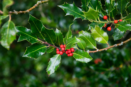 Winterberry Holly twig, Ilex aquifolium, red berries and green leaves close up.の写真素材