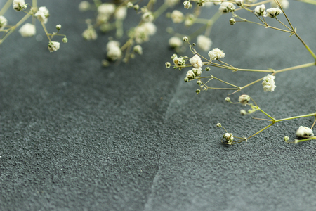 Dried flowers gybsophila on grey background in kinfolk style. Selective focus.の写真素材