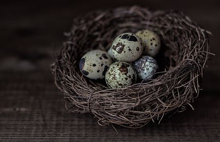 Quail easter eggs in brown nest in rustic style on dark old wooden background. Closeup. Low-key. Selective focus.の写真素材