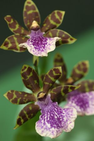 Orchidsの写真素材