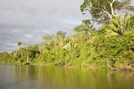 Amazon Rainforestの写真素材