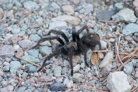 Tarantula