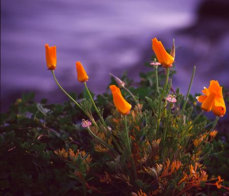 California Poppyの写真素材