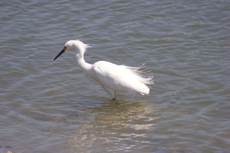 White heronの写真素材