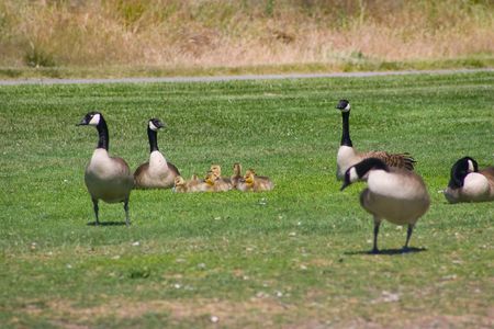 Gooses guarding  in Shoreline Parkの写真素材