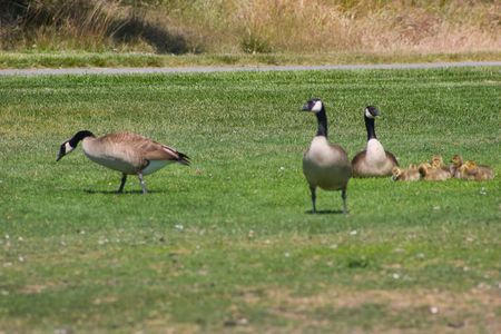 Gooses guarding  in Shoreline Parkの写真素材