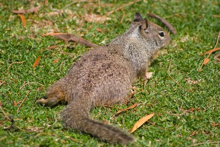Grey Squirrel in Shoreline Parkの写真素材