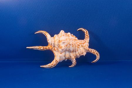 A seashell の写真素材