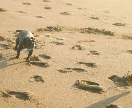 Dog playing on the beach.の写真素材