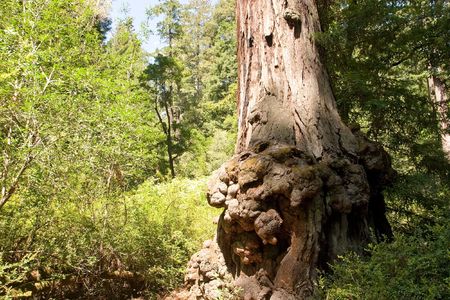 Big Basin Redwoods State Park is a state park in the U.S. state of California