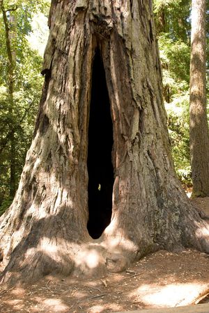 Big Basin Redwoods State Park is a state park in the U.S. state of Californiaの写真素材
