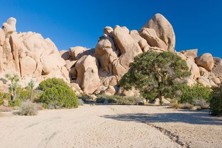 Joshua Tree National Park is located in south-eastern California.の写真素材