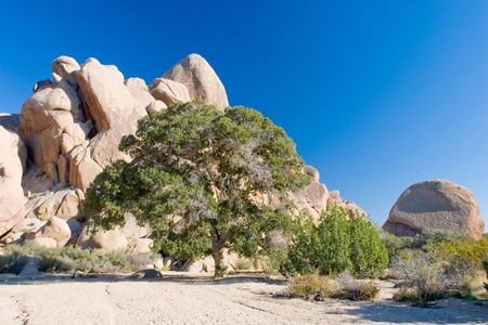 Joshua Tree National Park is located in south-eastern California.の写真素材