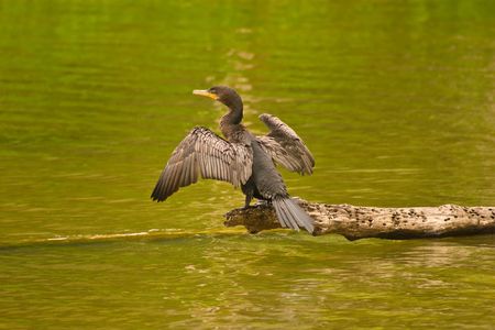 The Neotropic Cormorant, Phalacrocorax brasilianus, is a cormorant found throughout the American...