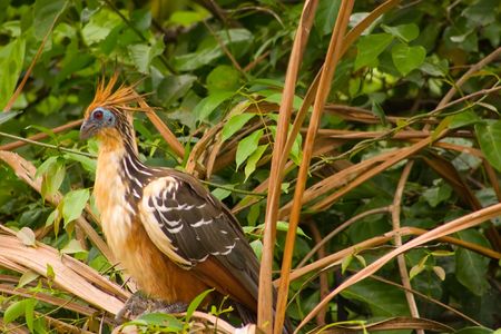 The Hoatzin (Opisthocomus hoazin), also known as the Hoactzin, Stinkbird, or Canje "Pheasant", is an unusual species of tropical bird found in swamps, riverine forest and mangrove of the Amazon and the Orinoco delta in South Americaの写真素材