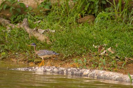 Lake Sandoval is located Tambopata-Candamo which is a nature reserve in the Peruvian Amazon Basin south of the Madre de Dios Riverの写真素材