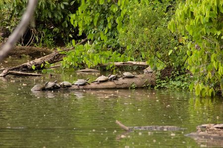 Several side-necked turtles (Podocnemis sp.) on log in Lake Sandoval, Peruの写真素材