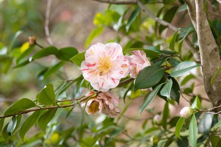 Flower-of-an-Hour (Hibiscus trionum) is an annual plant that originally grew to the east of the Mediterranean, but it spread throughout southern Europe both as a weed and cultivated as a garden plant.の写真素材