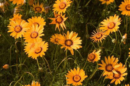 Anthemis tinctoria, or Golden Marguerite and Yellow Chamomile, is a species in the genus Anthemis of the Sunflower family (Asteraceae).の写真素材