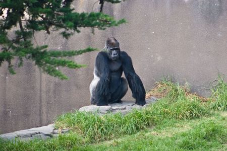 Western Lowland Gorilla (Gorilla gorilla gorilla) is a subspecies of the Western Gorilla (Gorilla...