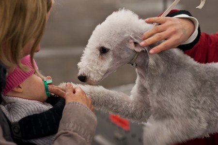Bedlington Terrier is a breed of terrier named after the mining town of Bedlington, Northumberland in North East England.の写真素材