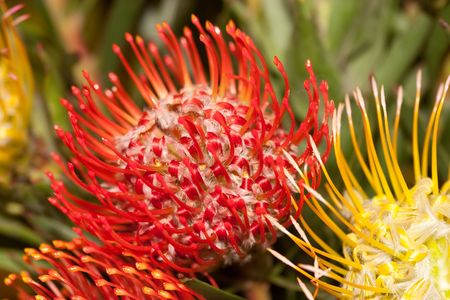 Scadoxus is a genus of 9 species native to tropical Africa. The genus has close affinities with Haemanthus from which it has only recently been separated.の写真素材