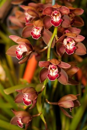 Orchidaceae (or Orchid family) is the largest family of the flowering plants (Angiospermae).Its name is derived from the genus Orchis.の写真素材