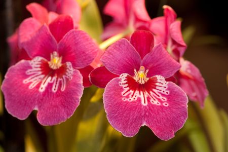 Miltonia, abbreviated Milt in horticultural trade, is a small genus of the orchid family (Orchidaceae). They are named after Lord Fitzwilliam Milton, an English orchid enthusiast.の写真素材