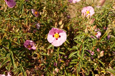 The genus Hibiscus comprises plants also commonly called hibiscus and less widely known as rosemallow.の写真素材