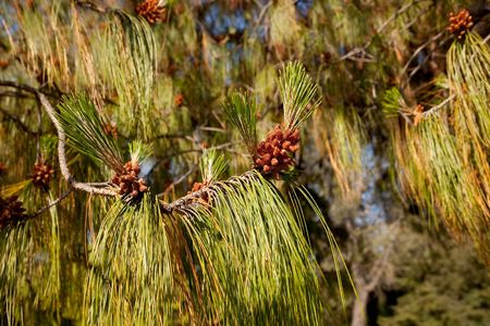 Eastern White Pine (Pinus strobus) is a large pine native to eastern North America, occurring from Newfoundland west to Minnesota and southeastern Manitoba, and south along the Appalachian Mountains to the extreme north of Georgia.の写真素材