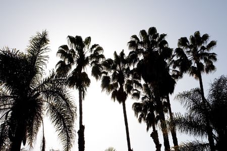 California Fan Palm (Washingtonia filifera) is a palm native to the desert oases of Central, southern and southwestern Arizona, southern Nevada, extreme northwest Mexico and the inland deserts of Southern California.の写真素材