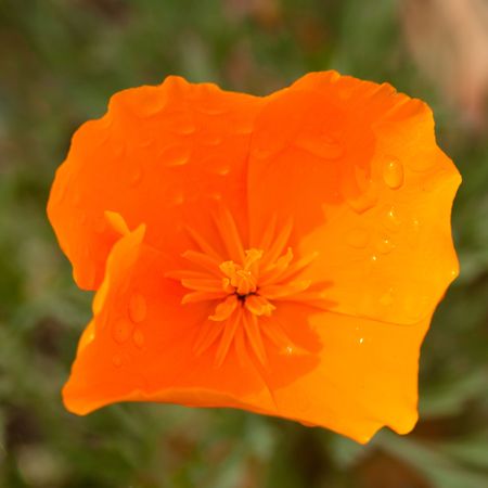 California poppy (Eschscholzia californica) is native to grassy and open areas from sea level to 2,000m (6,500 feet) altitude in the western United States throughout Californiaの写真素材