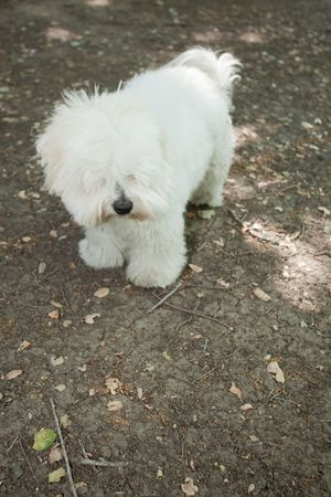 Coton de Tuléar is a small breed of dog. It is named after the city of Tulear in Madagascar, and for its cottony textured coatの写真素材