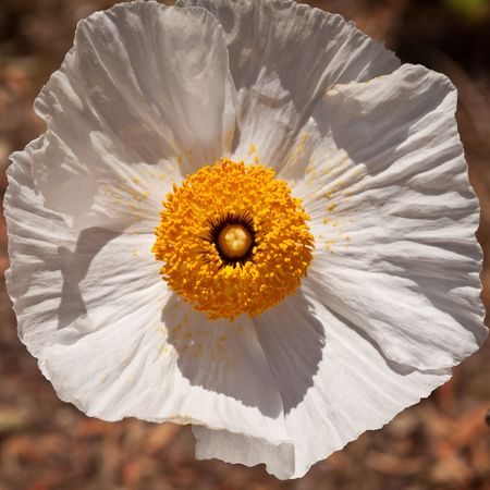 Mojave prickly poppy (Argemone corymbosa) is a flowering plant in the family Papaveraceae native to the eastern Mojave Desert of the southwestern United States.の写真素材