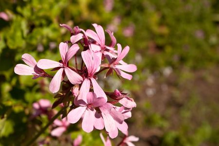 Pelargoniums grow naturally in the Cape Province of South Africa.の写真素材