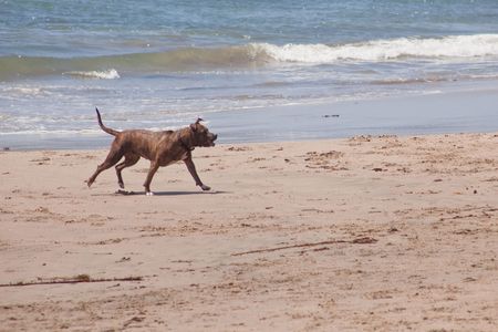 Dog running and playing on the ocean beach.の写真素材