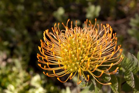 Red Pincushion Protea (Leucospermum cordifolium) belongs to the protea family and is indigenous to South Africa.の写真素材