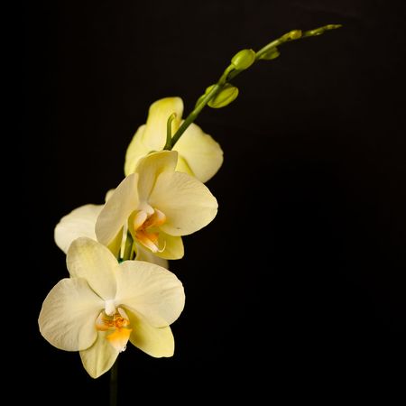 Phalaenopsis is a genus of approximately 60 species of orchids (family Orchidaceae). The abbreviation in the horticultural trade is Phal.の写真素材