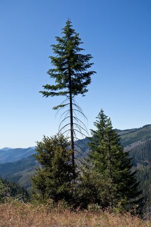 Bear Camp Road is a rugged mountain road traversing the Klamath Mountains in Josephine and Curry counties in the U.S. state of Oregon.の写真素材