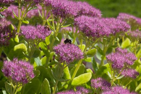 Hylotelephium spectabile (formerly called Sedum spectabile) is a plant in the stonecrop family, Crassulaceae.の写真素材