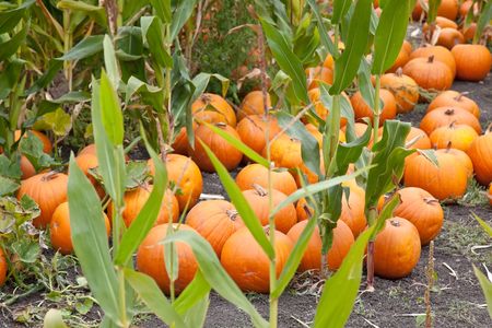 The carving of pumpkins is associated with Halloween in North America