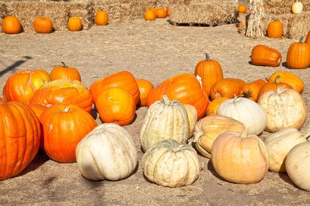 In the United States, the carved pumpkin was first associated with the harvest season in general,...