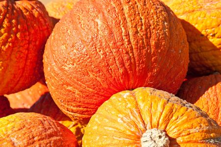 In the United States, the carved pumpkin was first associated with the harvest season in general, long before it became an emblem of Halloween.の写真素材