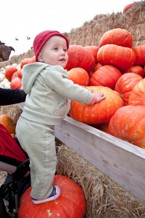 The carving of pumpkins is associated with Halloween in North America where pumpkins are both readily available and much larger- making them easier to carve than turnips.[12] Many families that celebrate Halloween carve a pumpkin into a frightening or comの写真素材