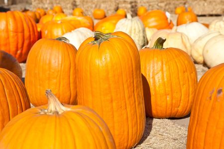 In the United States, the carved pumpkin was first associated with the harvest season in general,...